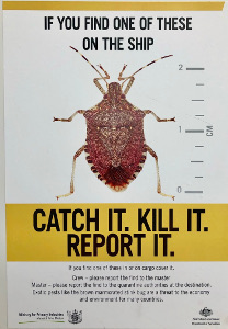 educational poster on what to do, if a brown marated stinkbug has been discovered on cargo